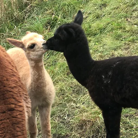 Weinrebe Oberhermsdorf Nahe Dresden Wilsdruff