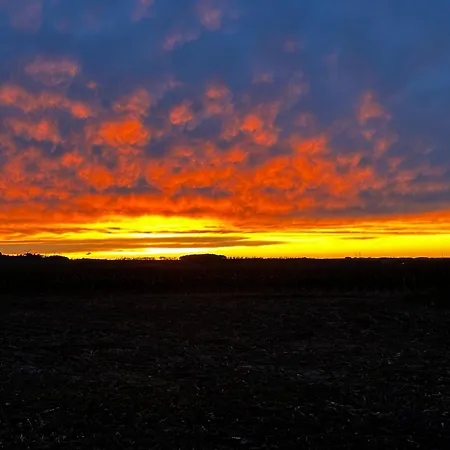 Weinrebe Oberhermsdorf Nahe Dresden