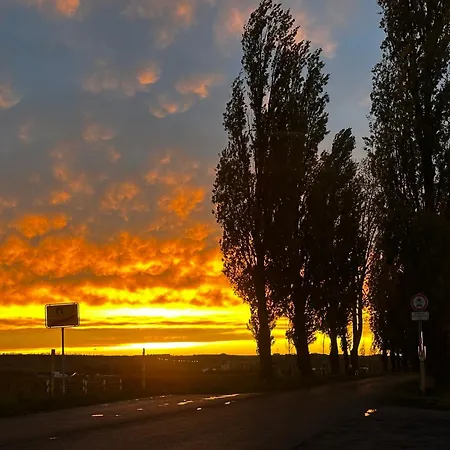 Weinrebe Oberhermsdorf Nahe Dresden