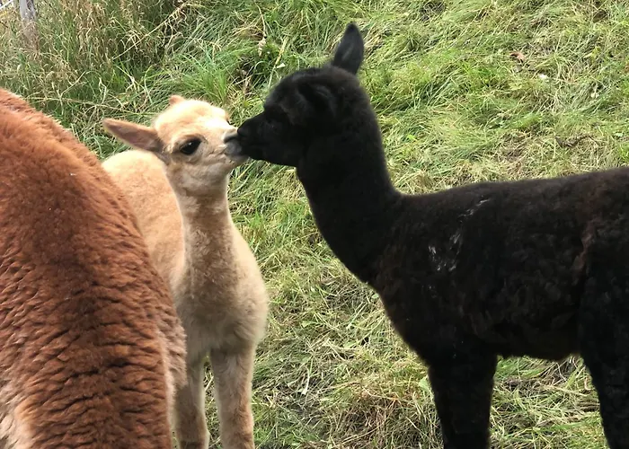 Weinrebe Oberhermsdorf Nahe Dresden Wilsdruff