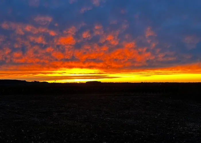 Weinrebe Oberhermsdorf Nahe Dresden