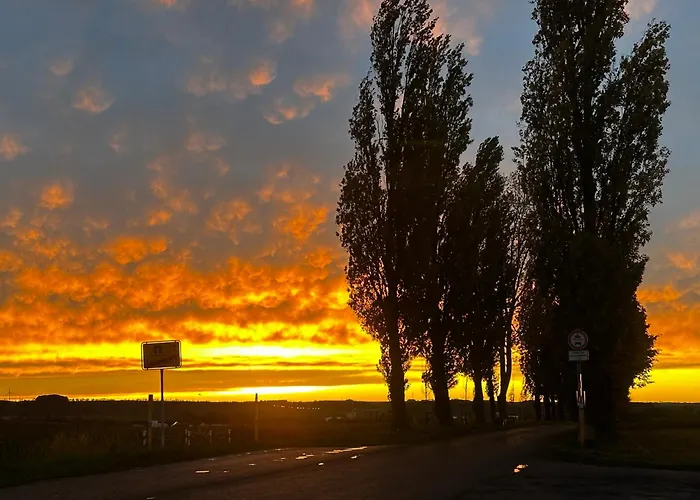 Weinrebe Oberhermsdorf Nahe Dresden