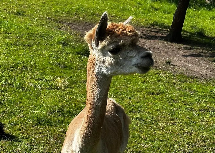 Weinrebe Oberhermsdorf Nahe Dresden *